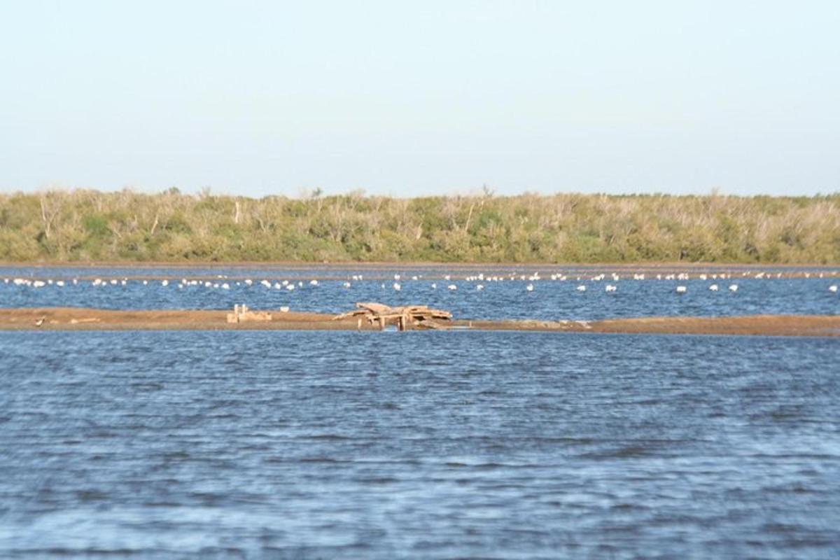 a group of lions standing on the shore of a body of water