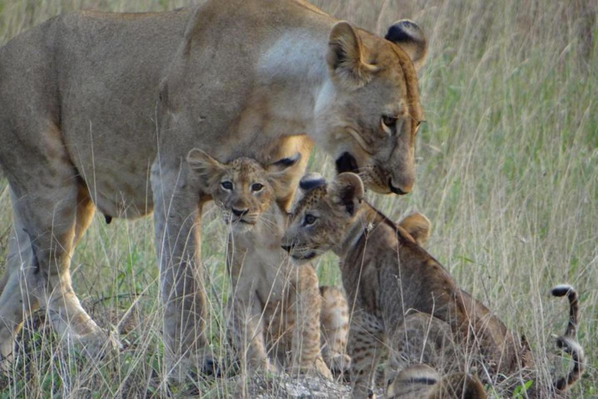 a mother lion and her two cubs in a field