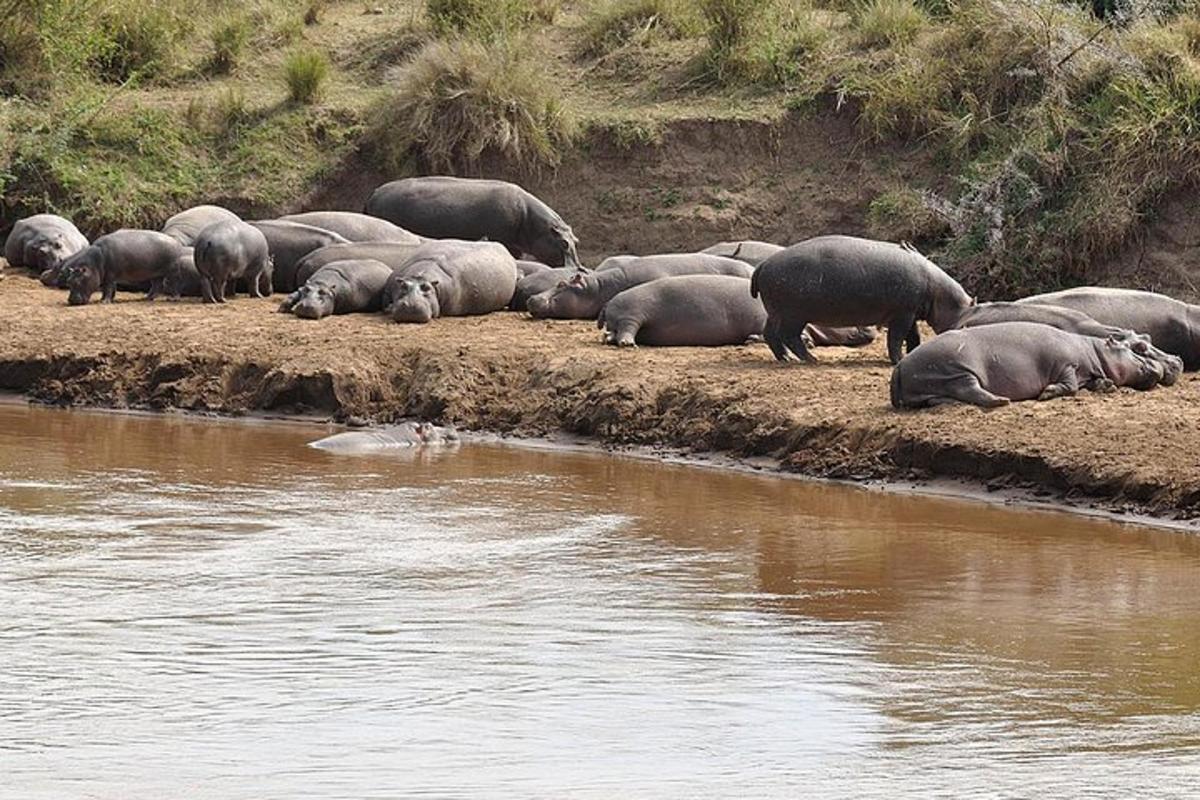 a herd of elephants laying on the side of a river