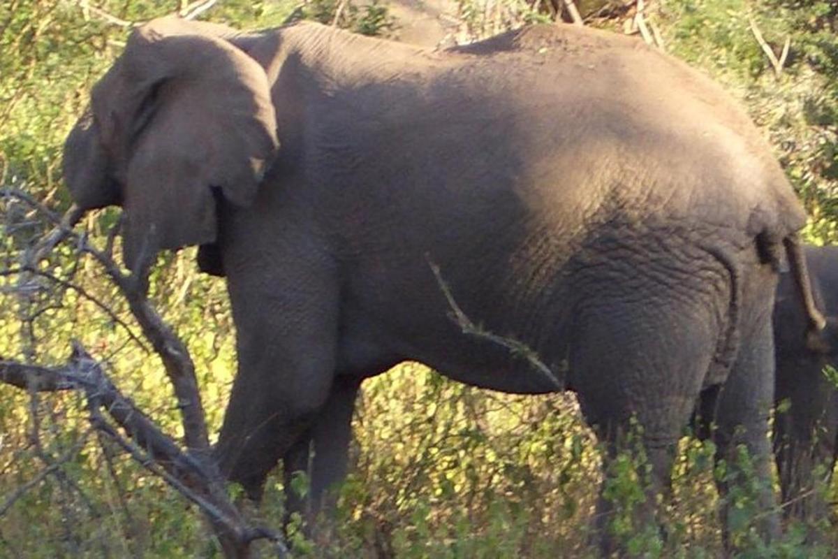 een olifant die in een grasveld staat