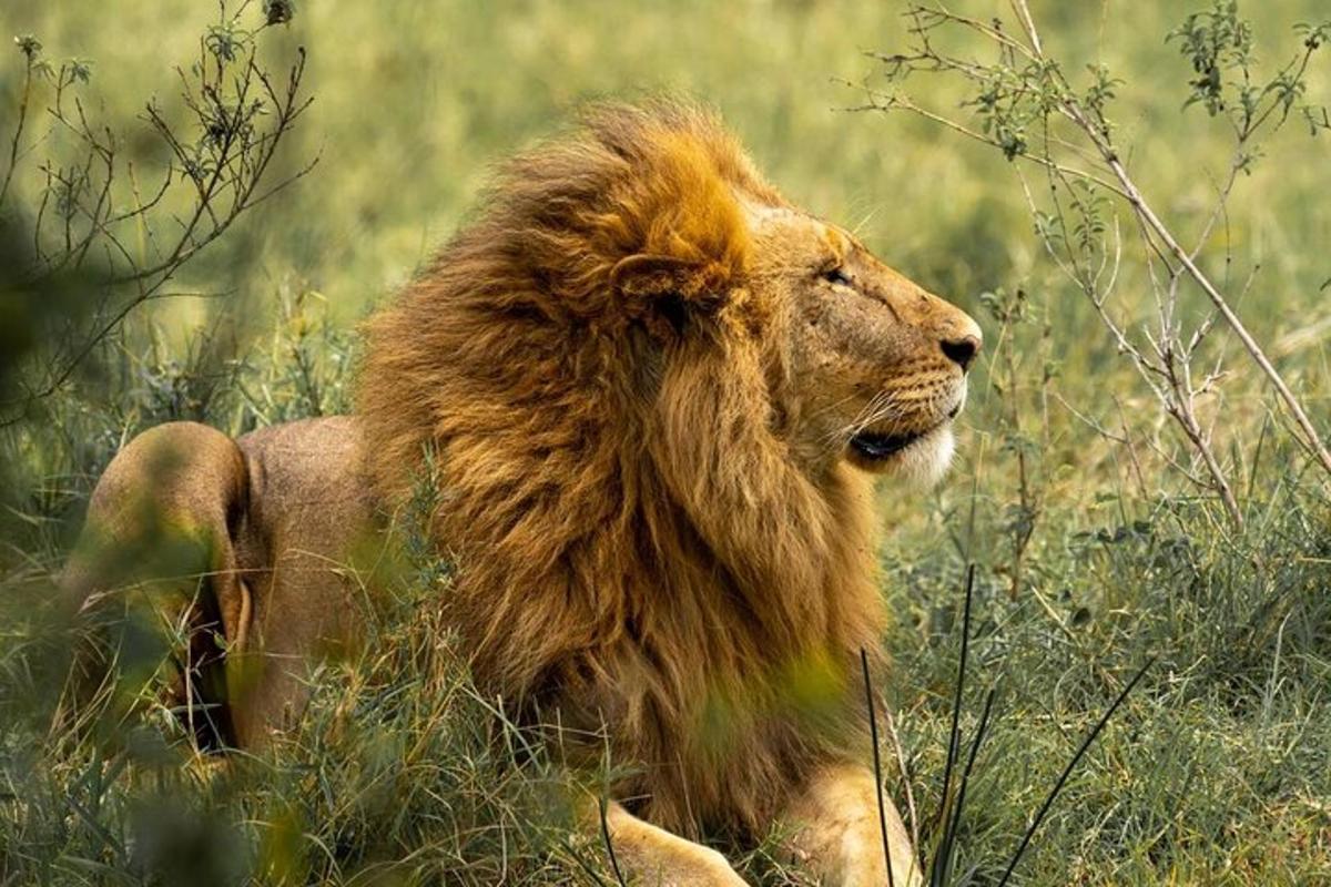 un lion couché dans l'herbe dans un champ