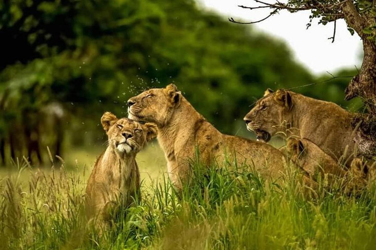 drie leeuwen zitten in het gras in een veld