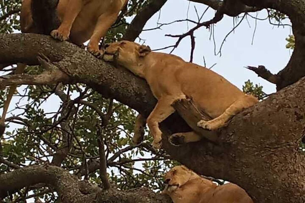 dois leões estão subindo em uma árvore