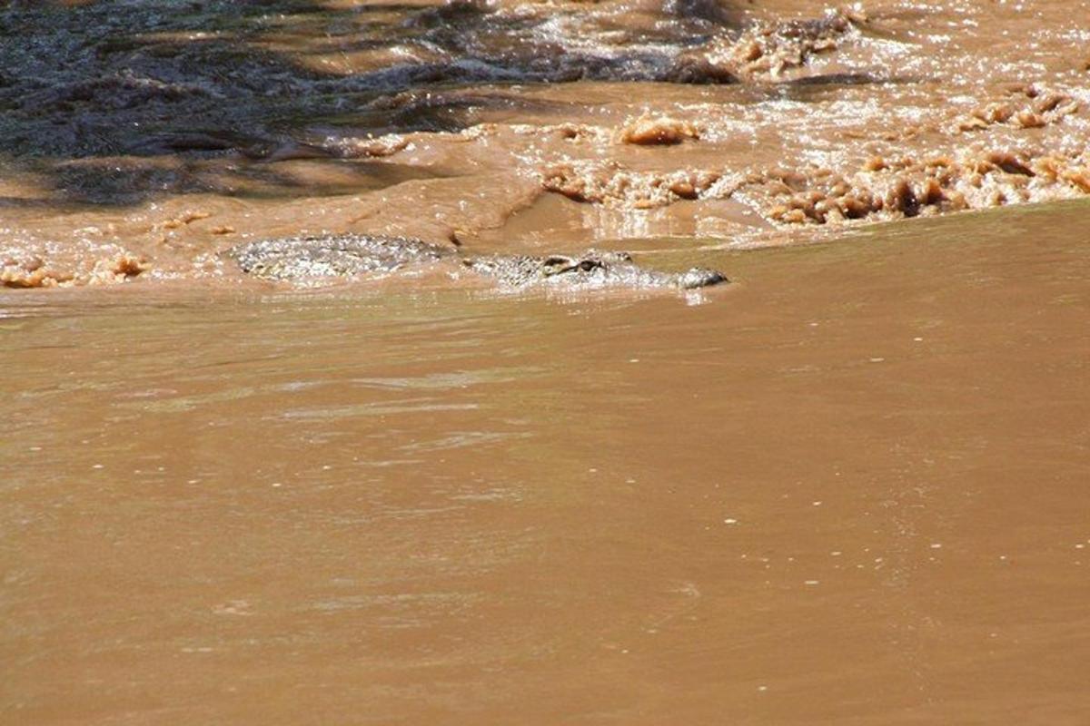um crocodilo está na água em uma praia
