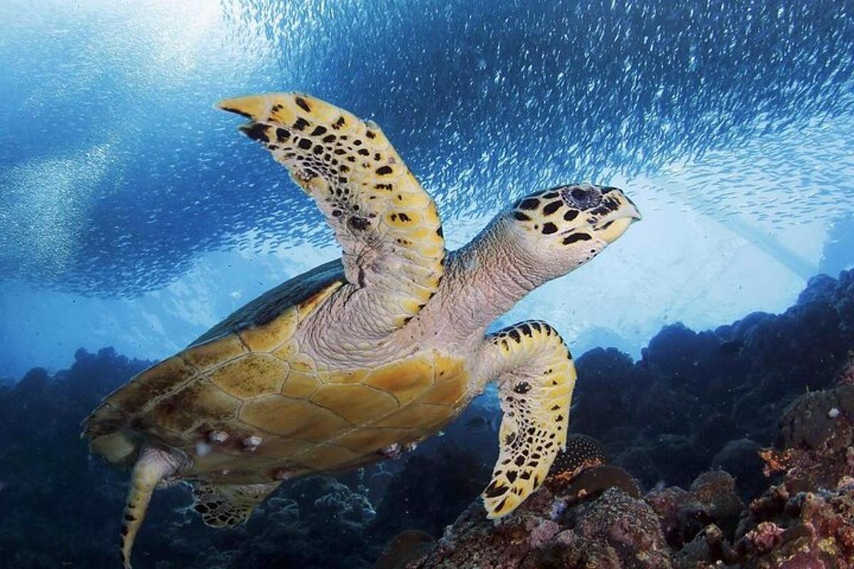 uma tartaruga marinha verde nadando na água