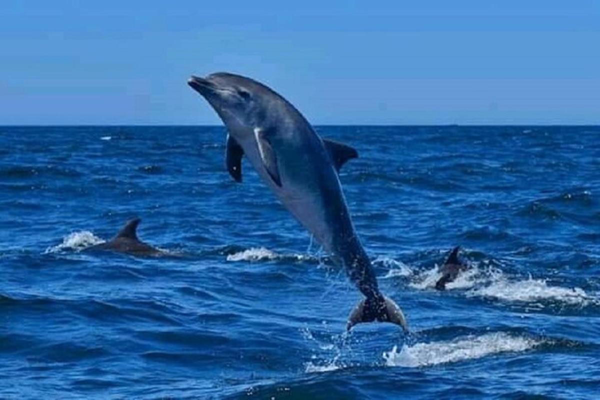 a dolphin jumping out of the water
