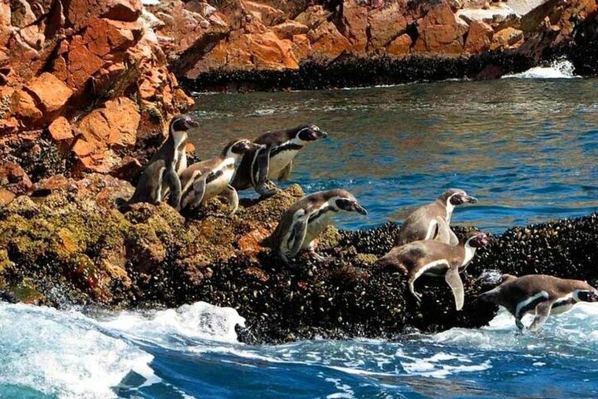 un gruppo di pinguini che saltano in acqua