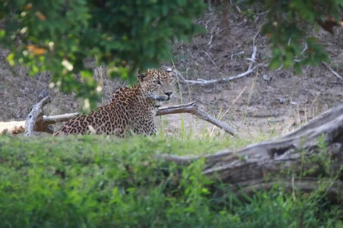 leopard lebas puu kõrval rohus