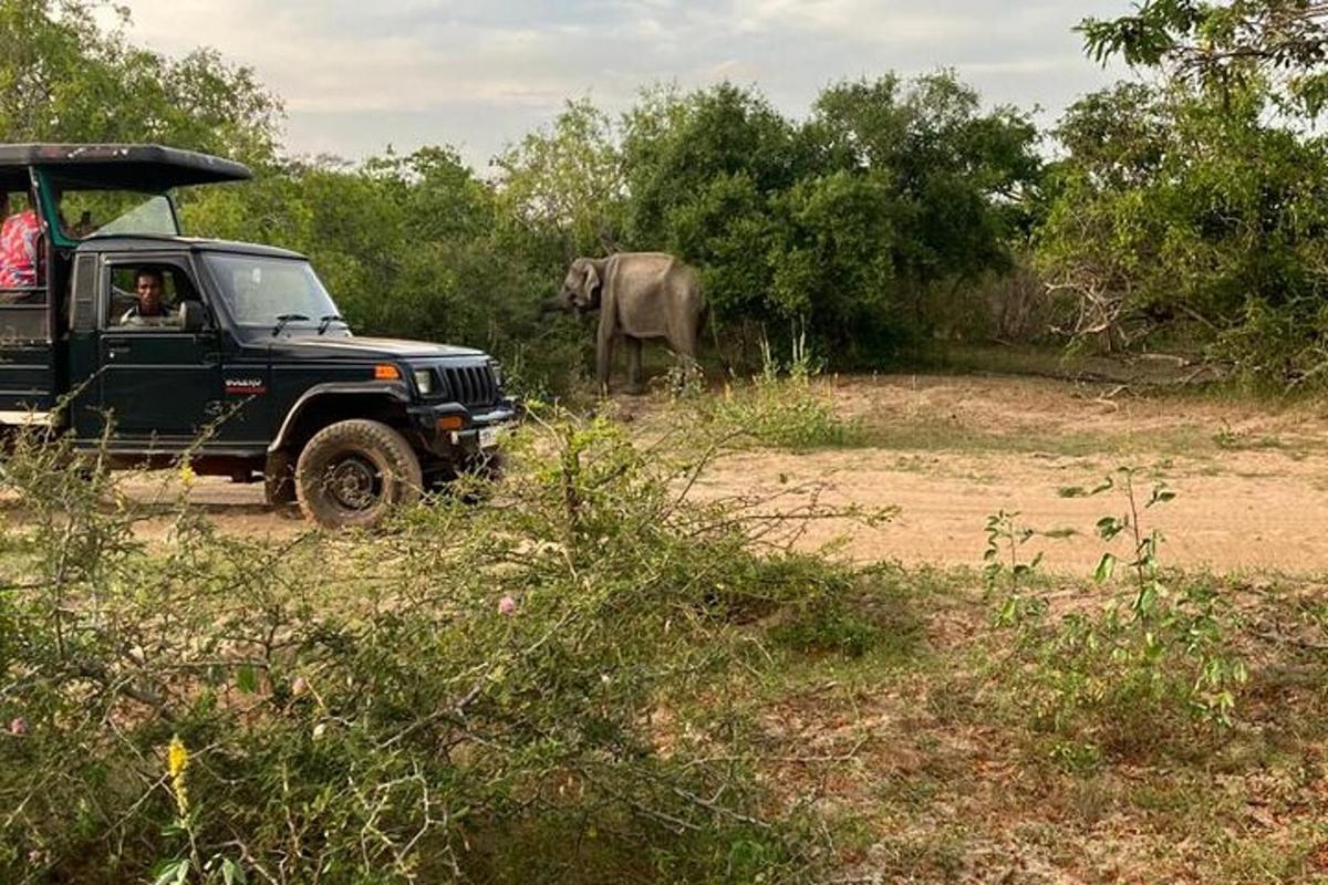 una persona en un jeep y un elefante en un campo