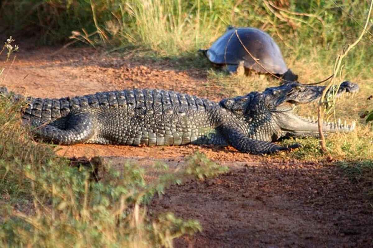 ein Krokodil und eine Schildkröte auf einem Feldweg