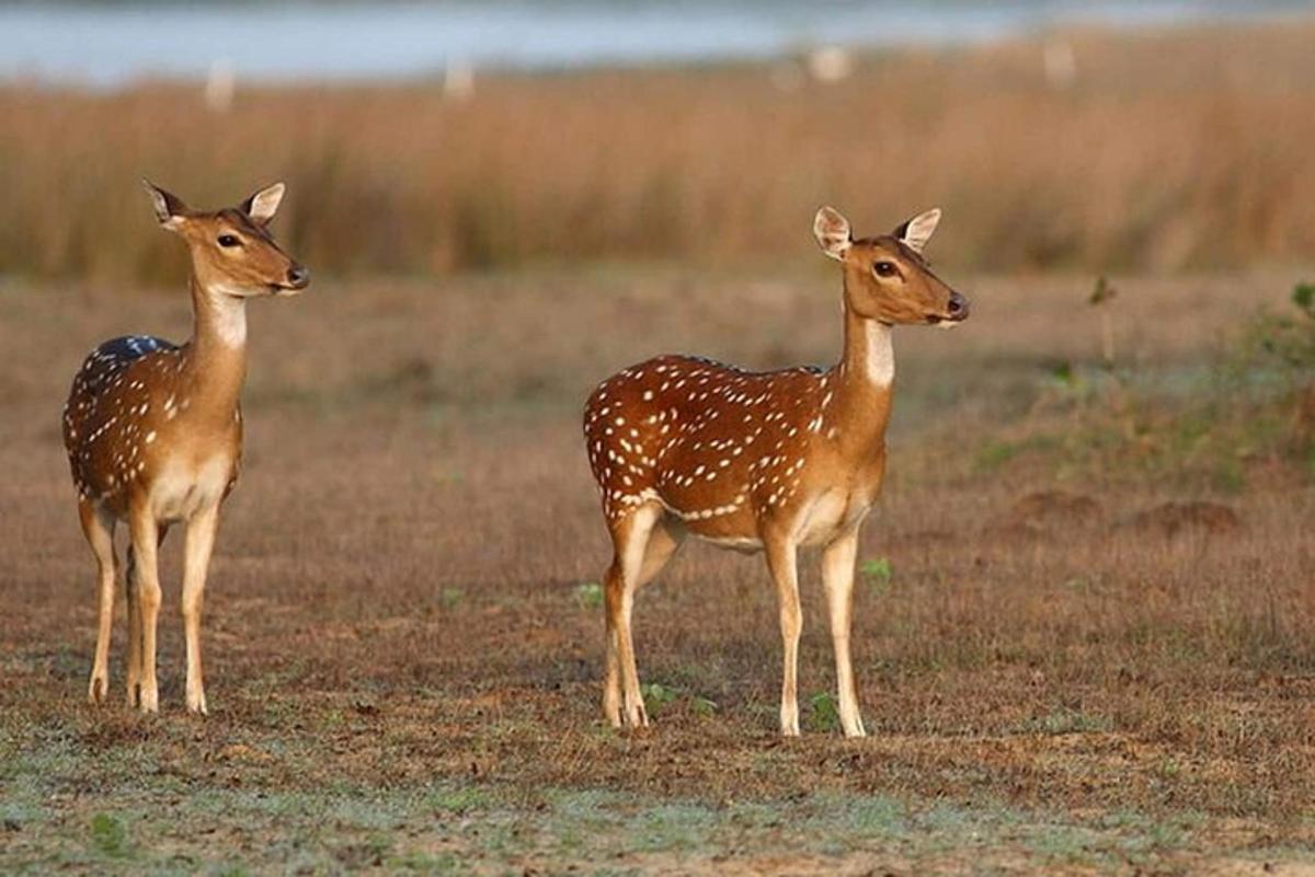 ein paar Hirsche stehen auf einem Feld