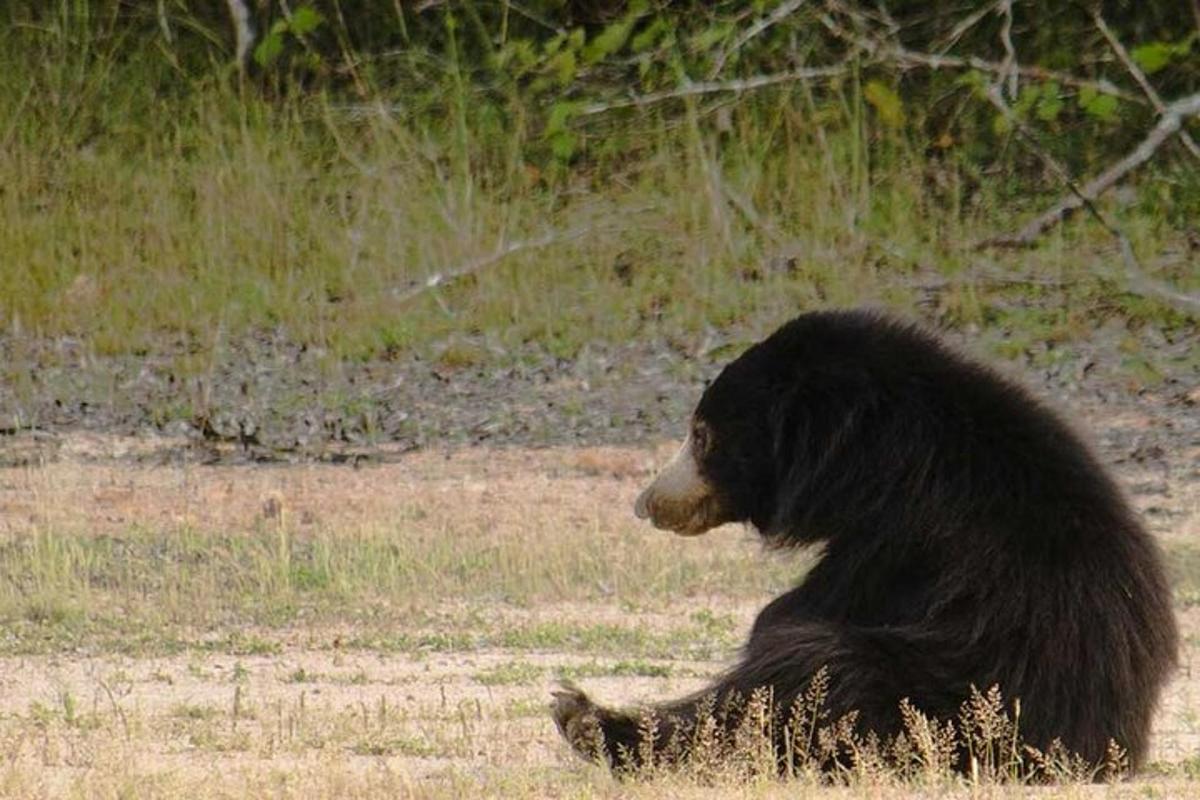 ein Schwarzbär, der auf einem Feld auf dem Boden sitzt