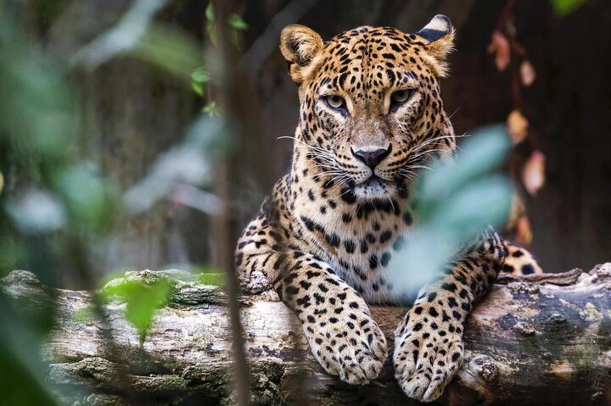 leopardas, tupintis ant medžio šakos