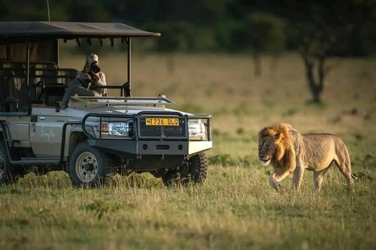Un león corre delante de un jeep