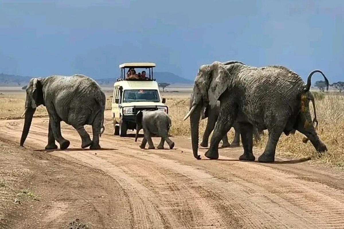 una mandria di elefanti che attraversa una strada sterrata con un veicolo