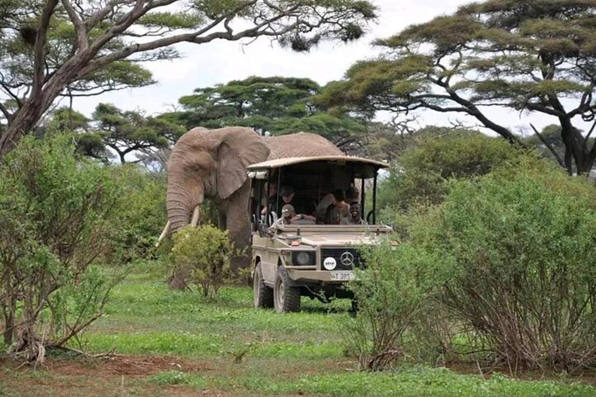 un elefante in piedi accanto a un veicolo con persone a bordo