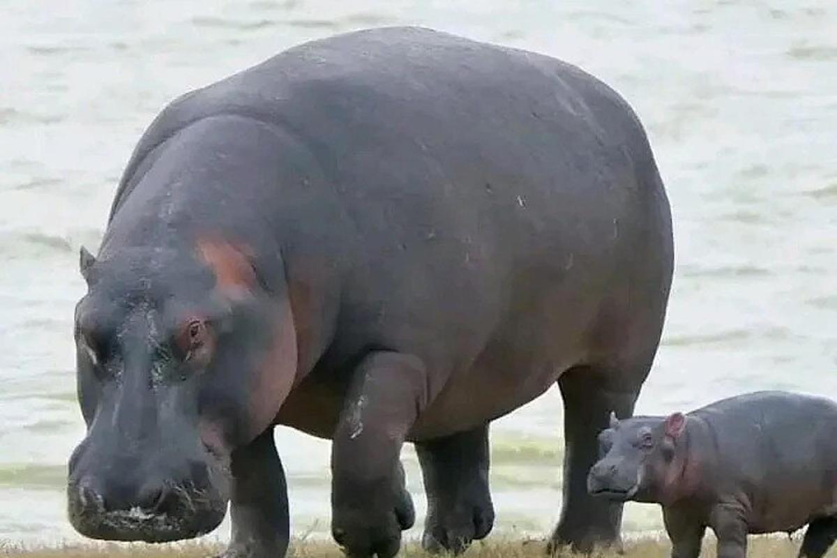 un grande rinoceronte e un cucciolo di rinoceronte in piedi accanto all'acqua