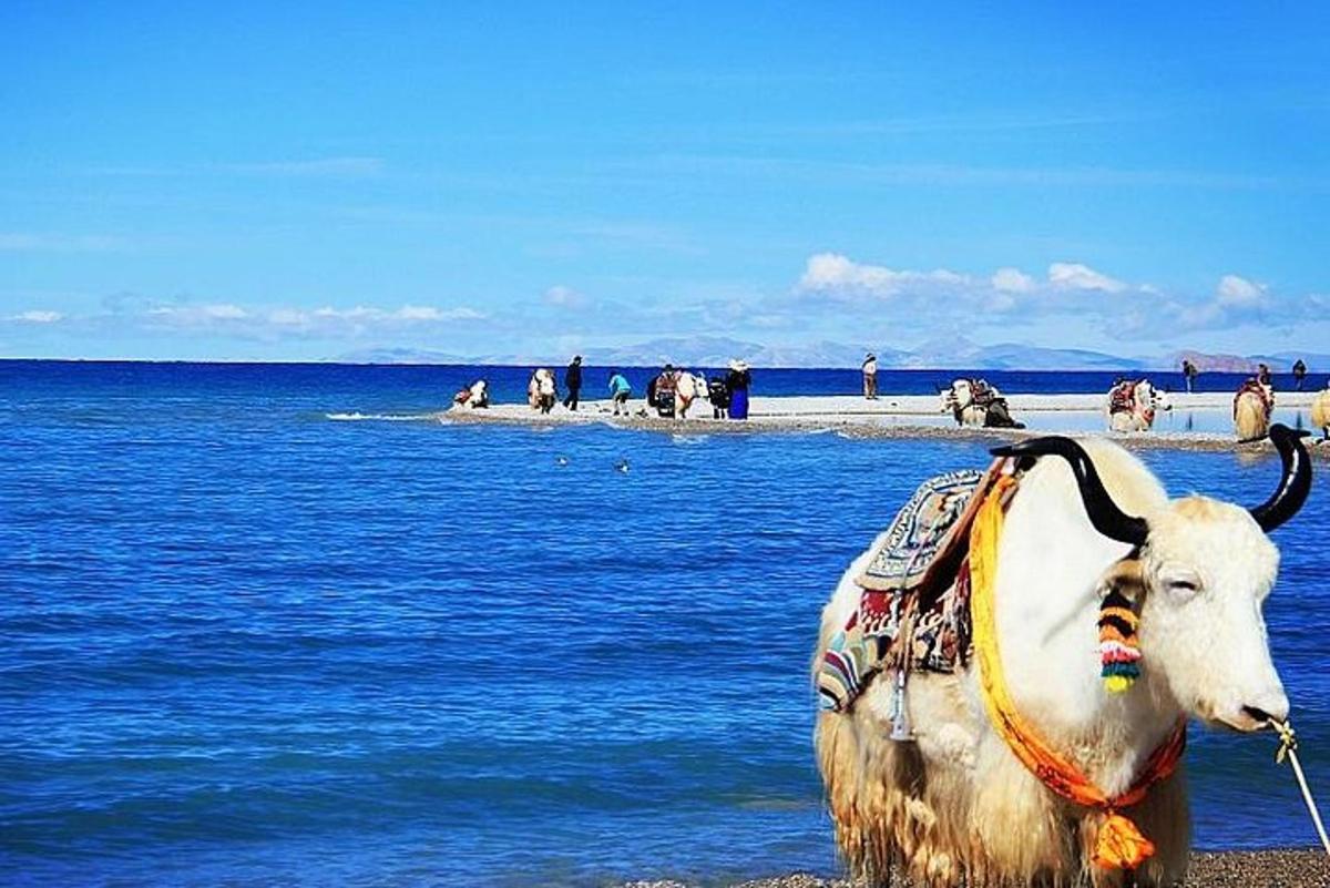 a statue of a cow standing on the beach