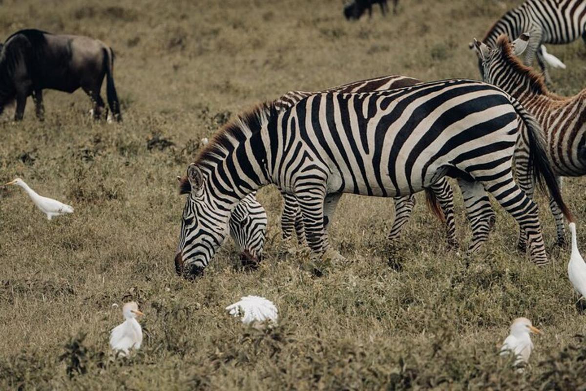 sekumpulan zebra meragut di padang dengan burung