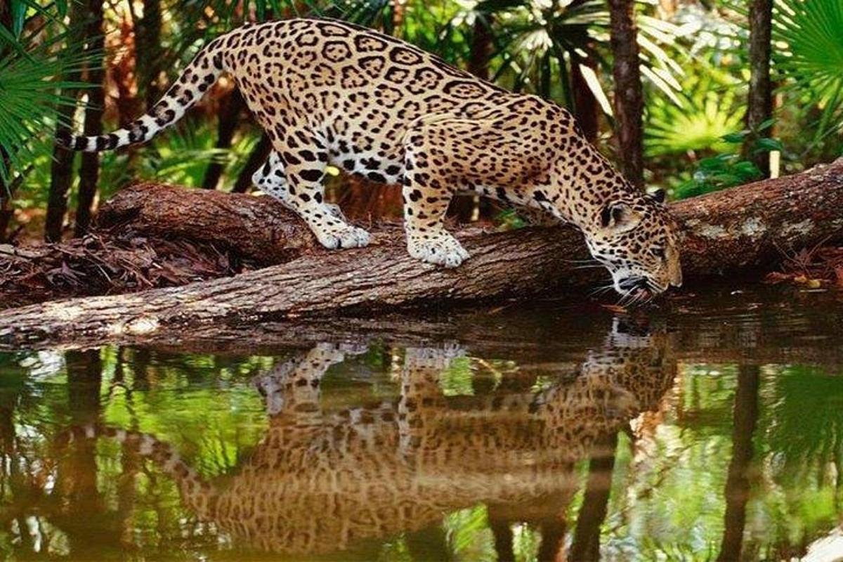 a jaguar standing on a tree branch reflecting in water