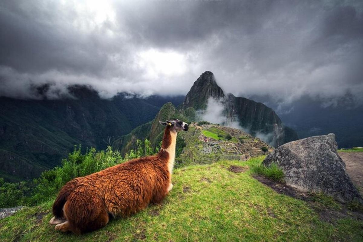 una llama sentada en la cima de una montaña
