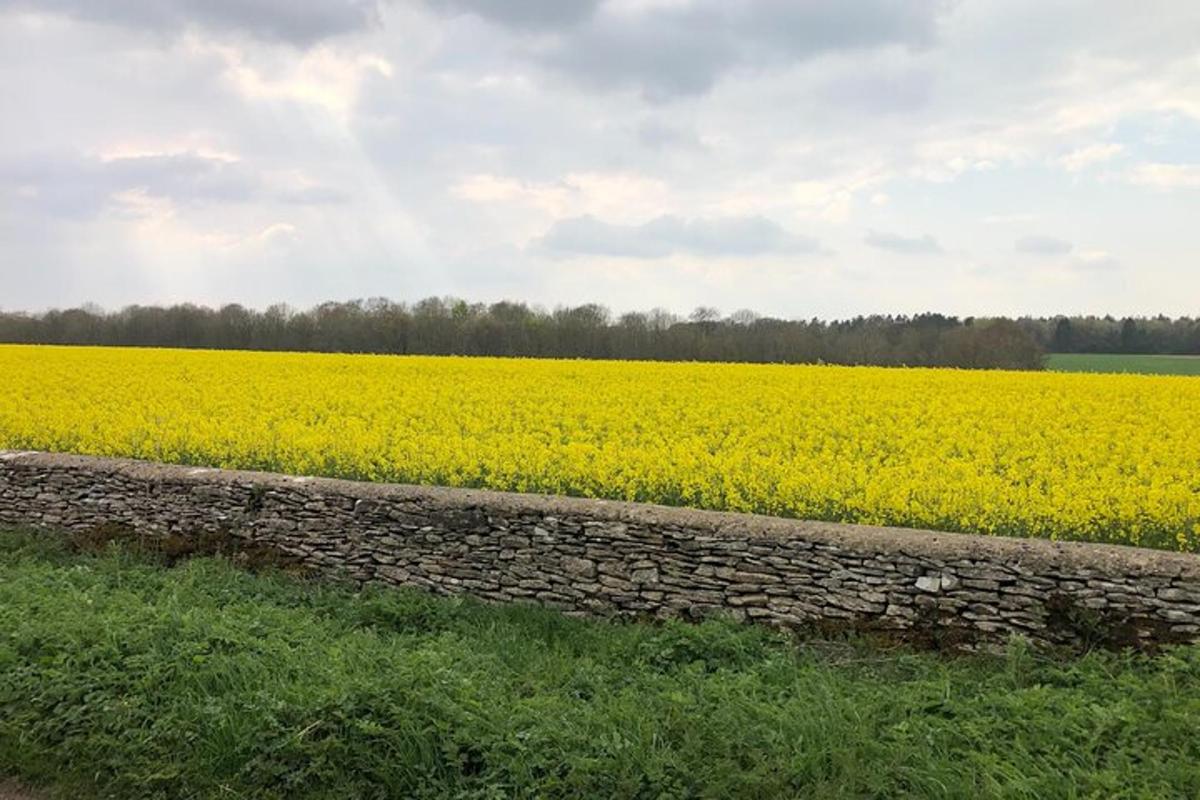 a yellow rapeseed field with a stone wall