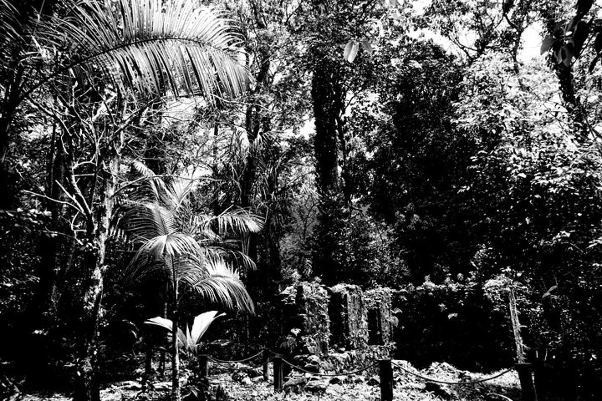 a black and white photo of a forest with trees