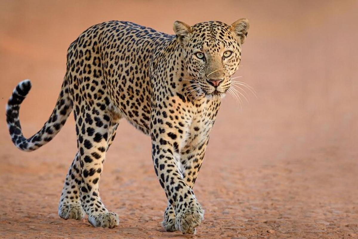 a leopard walking on a dirt road