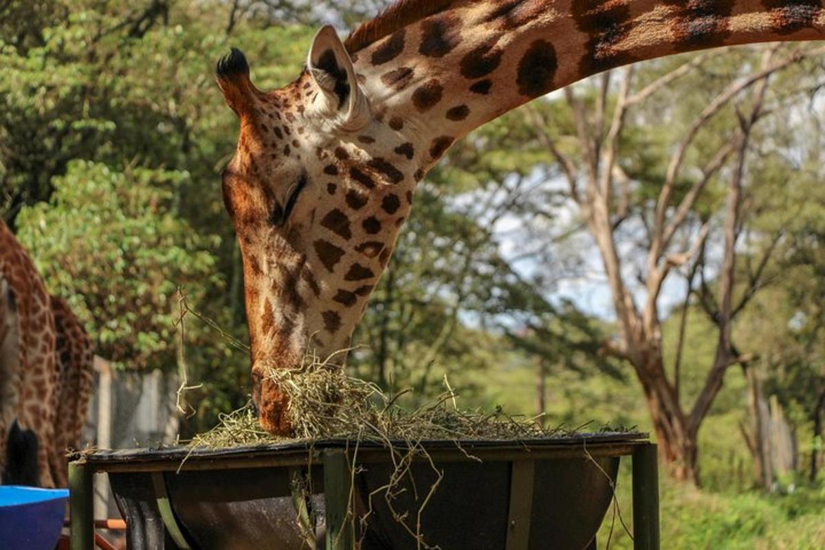 Una jirafa está comiendo heno de una caja.