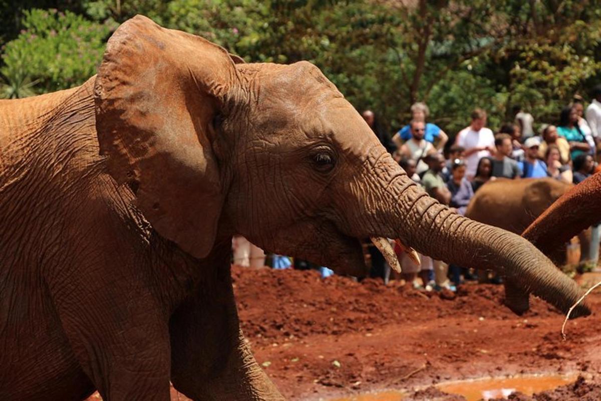un elefante con la proboscide nella terra