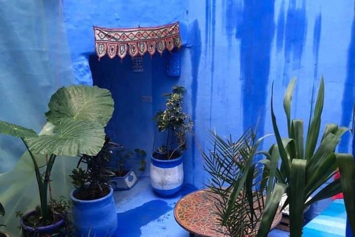 a group of potted plants on a blue wall