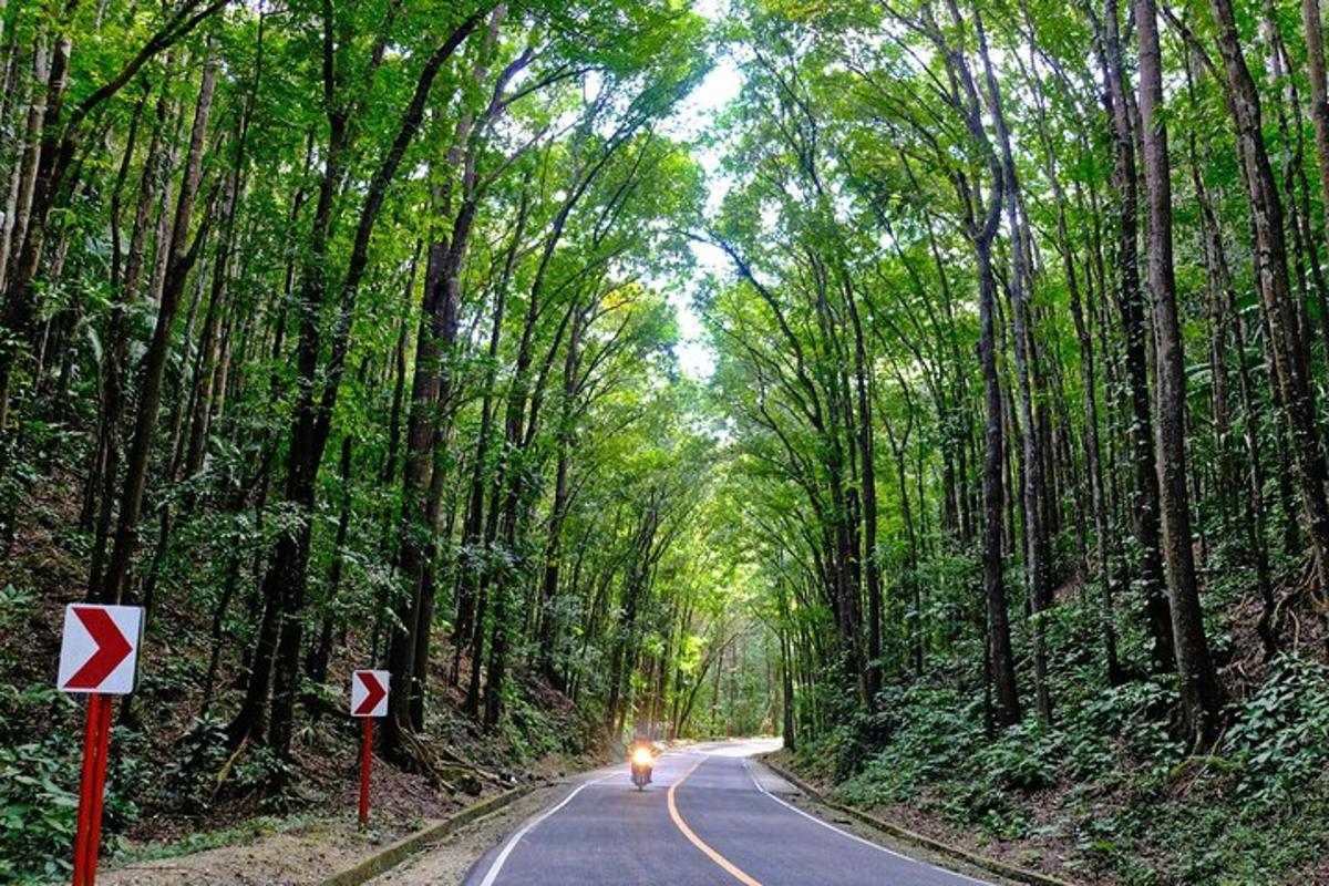 una motocicletta che percorre una strada attraverso una foresta di bambù
