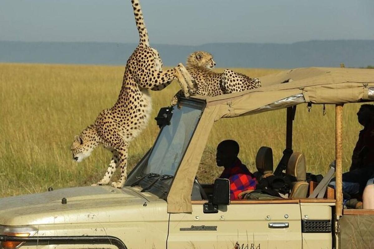 車の屋根の上に立っている2頭のチーター