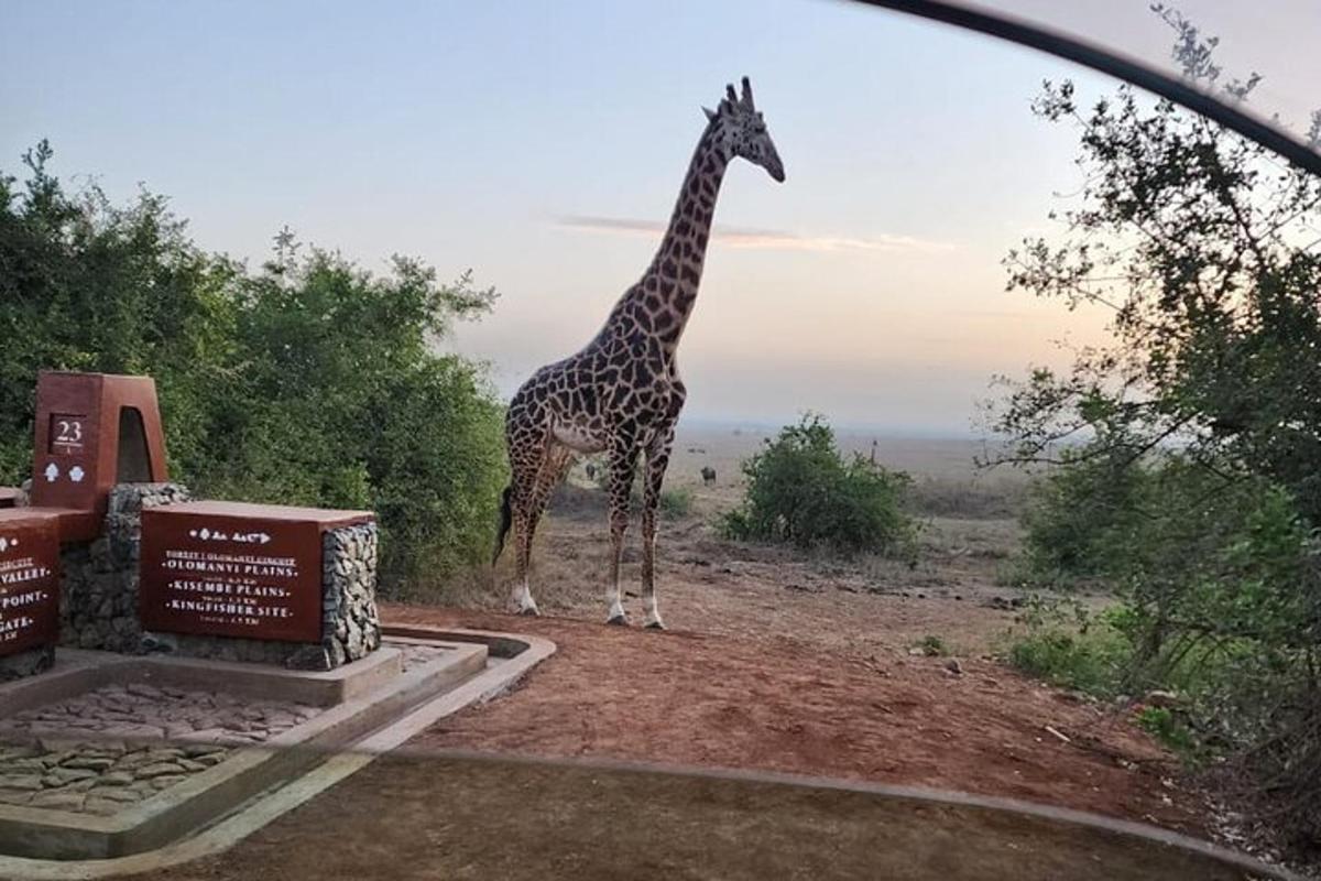 una girafa dreta sobre un camp de terra