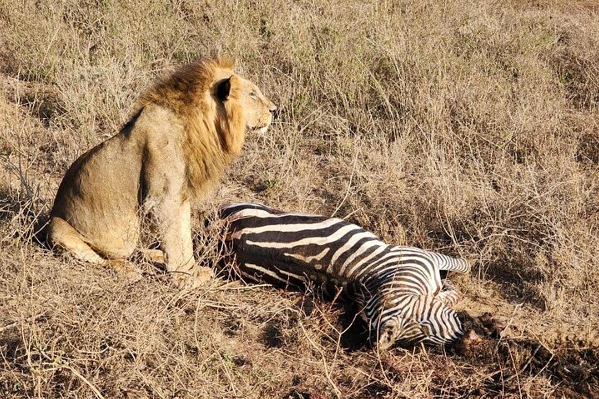 un lleó i una zebra estirats a terra