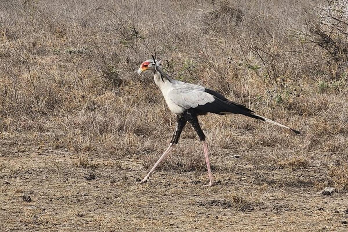 野原の地面を歩く鳥