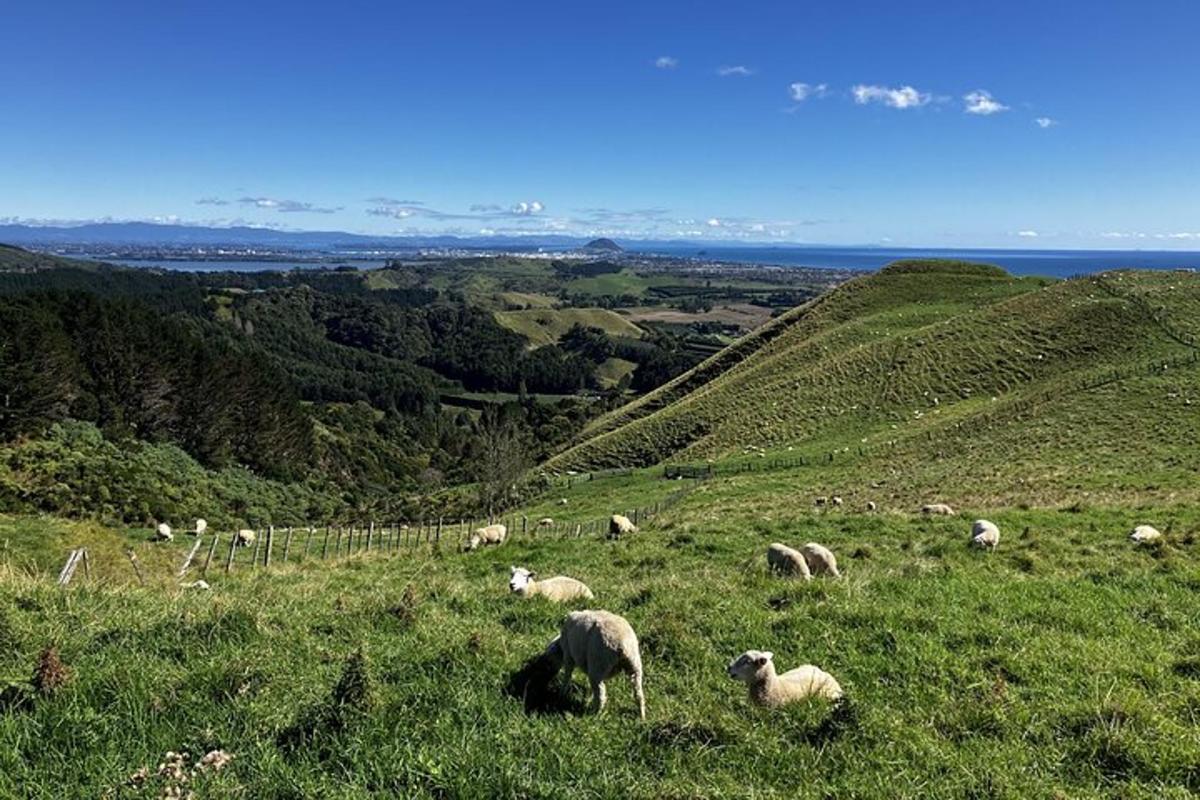 a herd of sheep grazing on a grassy hill