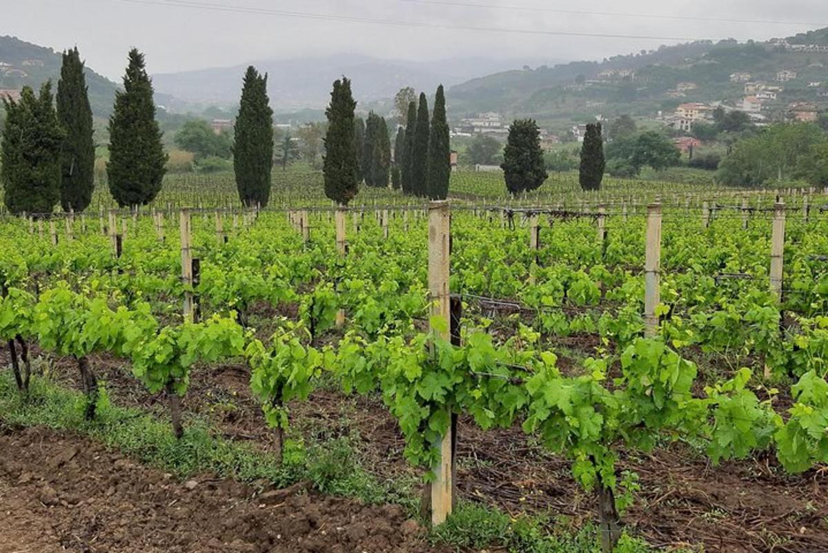 una fila di viti verdi in un vigneto