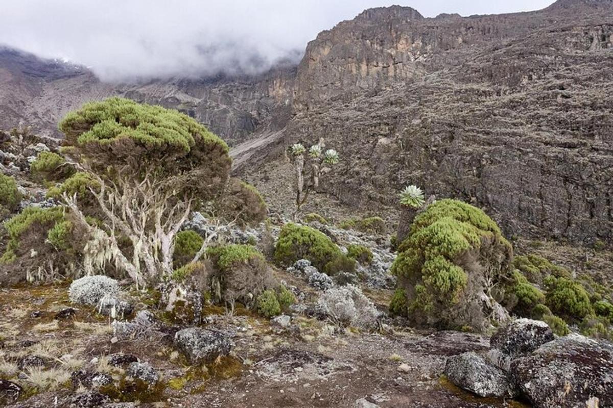 útsýni yfir fjall með trjám og klettum