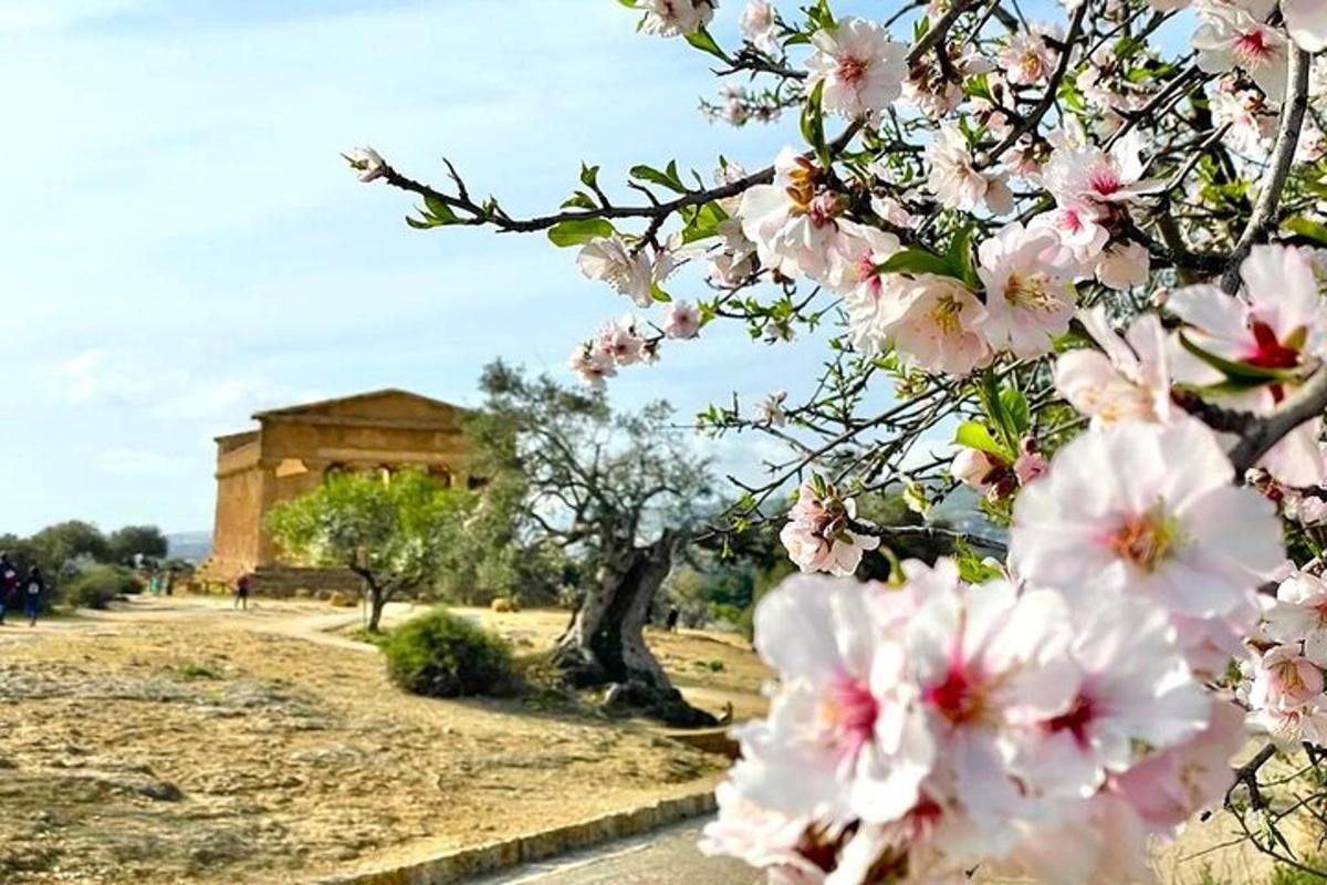 ein Baum mit rosa Blüten vor einem Gebäude