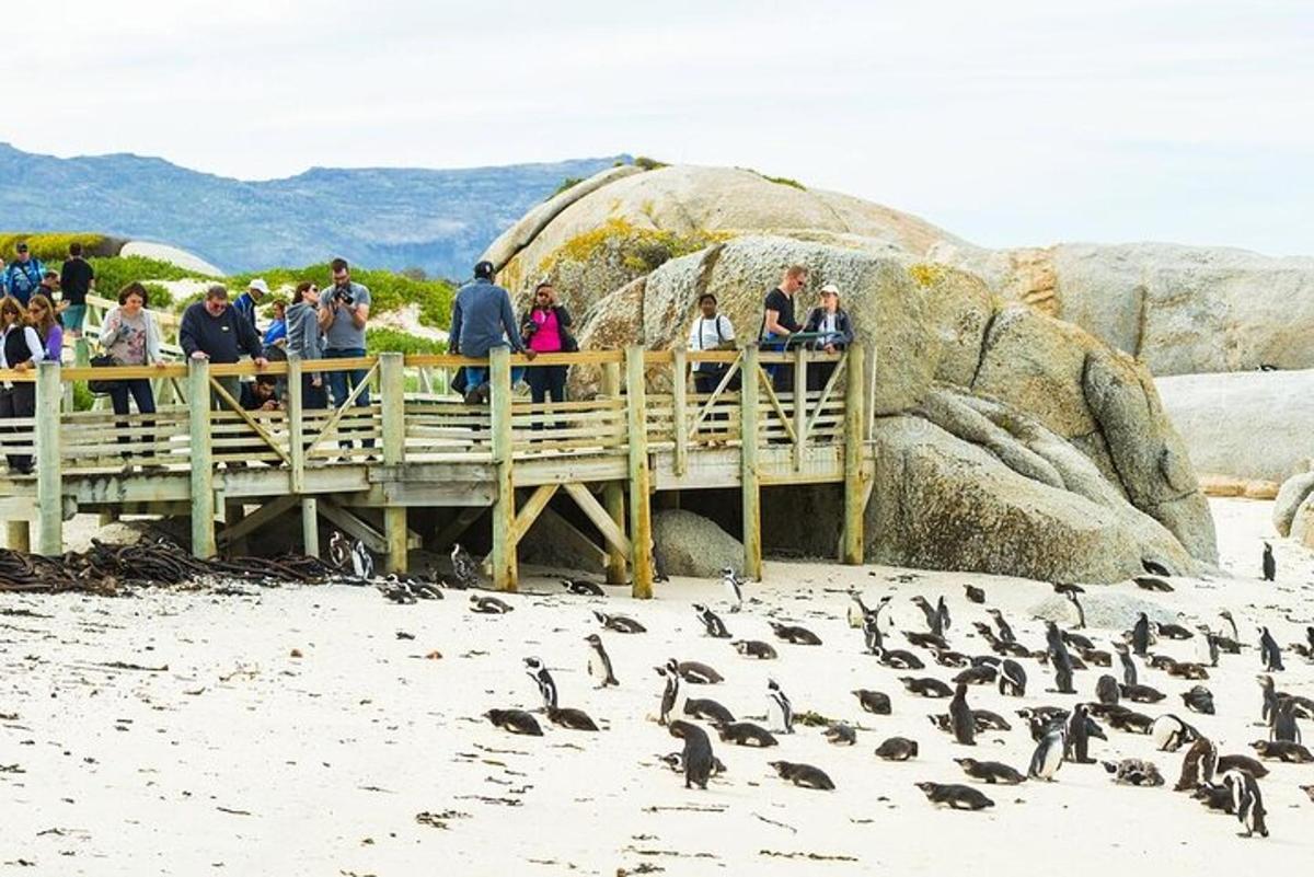 a group of people standing on a pier with penguins on the beach