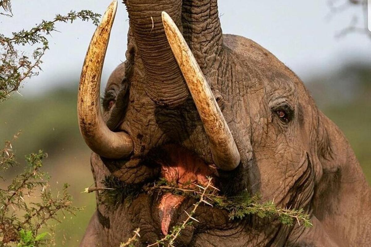 gajah sedang makan rumput dengan belalainya