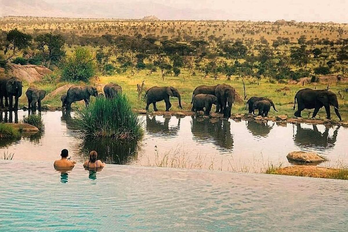 sekumpulan gajah berdiri di dalam kolam air