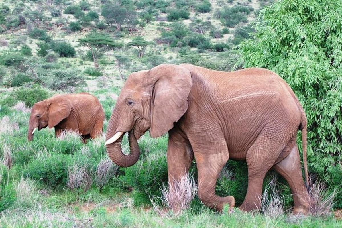 due elefanti che camminano in un campo d'erba