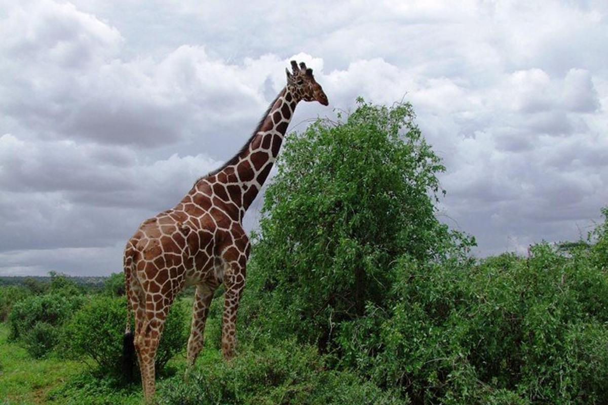 una giraffa in piedi accanto a un albero in un campo