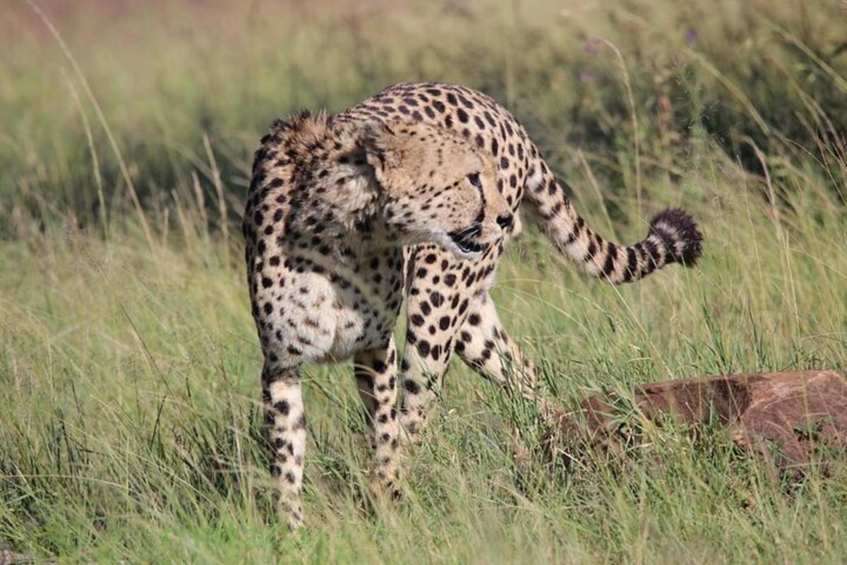 gepard, ki hodi po polju visoke trave
