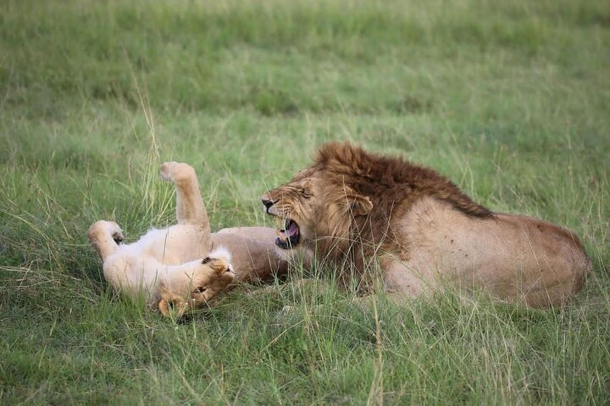 a lion laying on its back in the grass