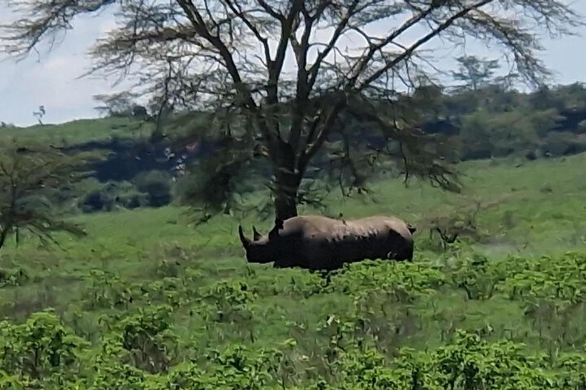 een neushoorn die in een veld bij een boom staat