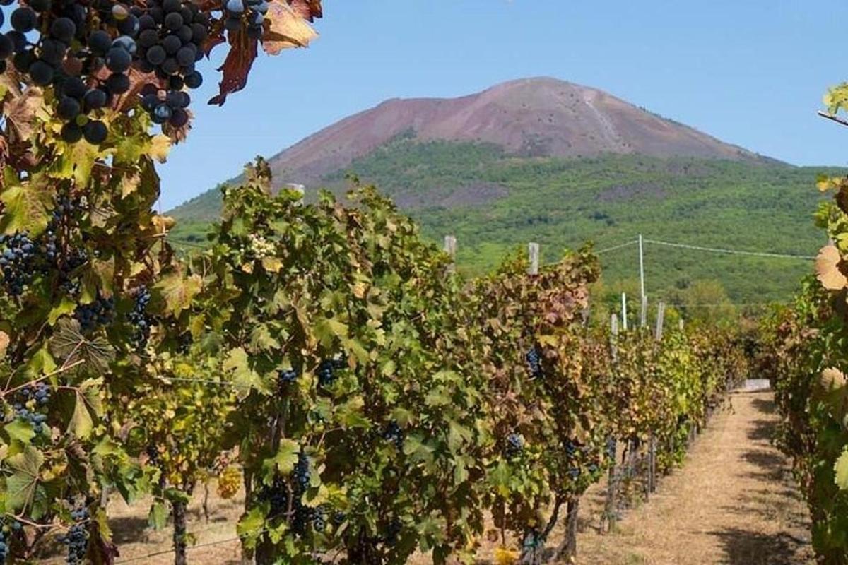 strapec hrozna vo vinici s horou v pozadí