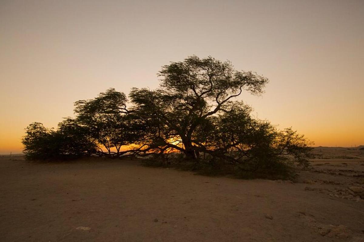a tree in the desert with the sunset in the background
